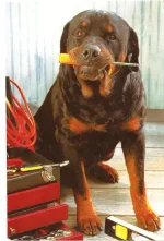 ai154.photobucket.com_albums_s247_57ford_dog.webp
