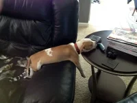 adailypicksandflicks.com_wp_content_uploads_2012_07_funny_sleeping_dog.webp adailypicksandflicks.com_wp_content_uploads_2012_07_funny_sleeping_dog.webp