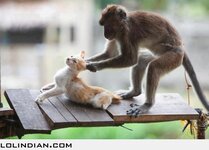 alolindian.com_images_2013_March_15_monkey_beating_a_cat.jpg