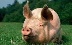 chauvinistpig.webp chauvinistpig.webp