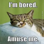 funny-cat-pics-im-bored-amuse-me.webp funny-cat-pics-im-bored-amuse-me.webp