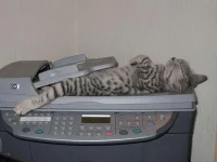 funny-sleeping-cats-28.webp funny-sleeping-cats-28.webp