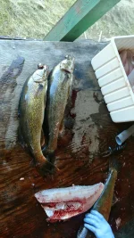 IMG_20180612_184932142~2.webp