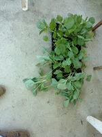plants.webp plants.webp