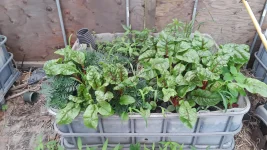 50495