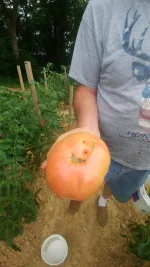 tomato.webp tomato.webp