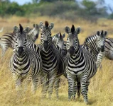 Zebra_Botswana_edit02.webp