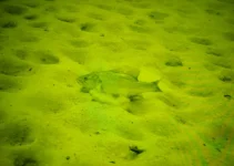 Diving3.webp