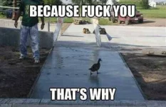because-F-U.webp because-F-U.webp