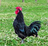 Torcianoblackroaster-3935768202.webp