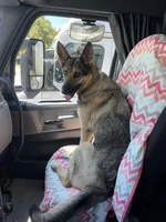 Traveling with a K9 or Other Pets in a Semi-Truck OTR