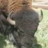 buffalogal