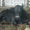 ladybullhauler18