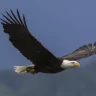 Spread Eagle