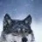 WildWolf