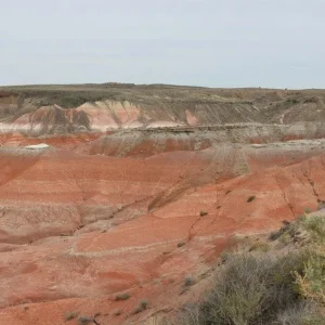 Petrified Forest  AZ
