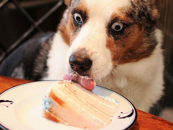 dog-eating-cake.jpg